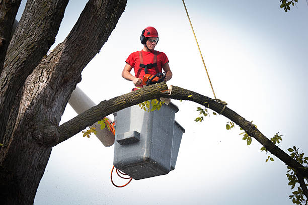 Trusted Kamas, UT Tree Service Experts